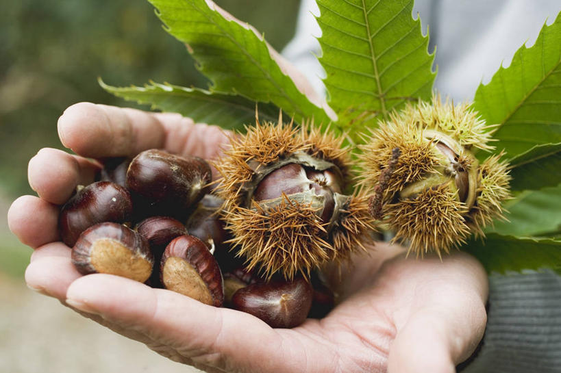 西方人,手,一个人,站,捧,横图,俯视,室外,特写,白天,植物,叶子,欧洲,欧洲人,双手,仅一个男性,仅一个人,仅一个中年男性,一堆,许多,阴影,堆叠,堆积,服装,朦胧,模糊,反射,影子,板栗,栗子,坚果,绿叶,毛栗子,休闲装,树,树木,衣服,绿色,自然,站着,休闲,手部,休闲服,嫩叶,服饰,生长,成长,堆,毛栗,栗果,栗楔,男人,男性,中年男性,白种人,叶,叶片,端,端着,捧着,手捧,站立,半身,彩图,高角度拍摄