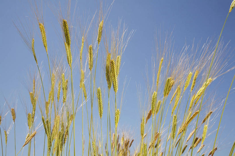 无人,农田,横图,室外,特写,白天,仰视,庄稼,农作物,玉米,美景,蔬菜,丰富,丰收,新鲜,棒子,景观,玉蜀黍,食品,丰盛,食物,蓝色,蓝天,天空,自然,天,景色,有机食品,绿色食品,晴朗,苞米,自然风光,苞芦,苞谷,万里无云,包谷,大蜀黍,番麦,薏米包,玉高粱,玉麦,珍珠米,丰登,丰硕,晴空,晴空万里,彩图,低角度拍摄,耕地,庄稼田