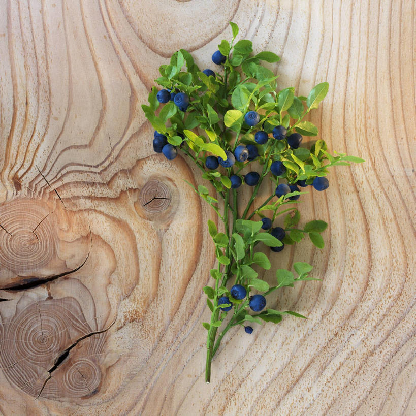 无人,方图,俯视,室内,特写,白天,浆果,蓝莓,水果,叶子,阴影,新鲜,反射,纹路,纹理,影子,生食,食品,果实,绿叶,案板,砧板,食物,嫩叶,有机食品,绿色食品,肌理,叶,叶片,山都柿,蓝浆果,蓝靛果,彩图,高角度拍摄