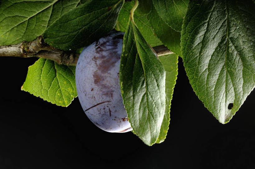 无人,横图,室内,特写,白天,正面,植物,李子,水果,叶子,黑色背景,新鲜,纹理,生食,食品,果实,绿叶,枝条,树,树木,树枝,食物,一个,绿色,嫩叶,摄影,有机食品,绿色食品,影棚,单个,肌理,虬枝,枝杈,红李,鸡血李,杏李,叶,叶片,叶脉,彩图,影棚拍摄,拍摄