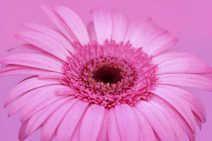 无人,横图,俯视,室内,特写,白天,爱情,幸福,粉色背景,盛开,粉红色,非洲菊,粉红,浪漫,花蕾,花,花瓣,花朵,鲜花,一朵,粉色,花苞,花蕊,健康,菊花,可爱,摄影,活泼,影棚,青春,满足,甜美,时髦,温柔,纯真,扶郎花,灯盏花,千日菊,彩图,高角度拍摄,影棚拍摄,拍摄