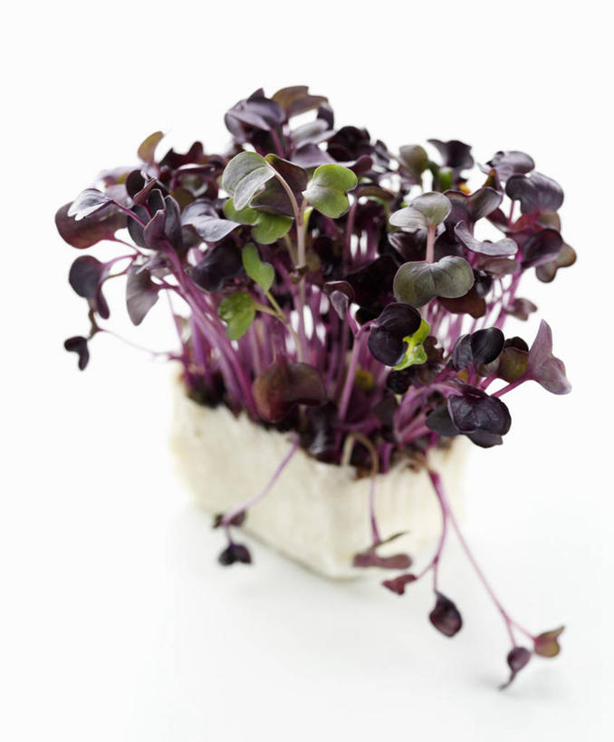 无人,竖图,俯视,室内,特写,白天,白色背景,植物,桌面,桌子,芹菜,蔬菜,叶子,阴影,新鲜,反射,木制,盆栽,影子,食品,绿叶,盆景,食物,绿色,紫色,自然,木制品,嫩叶,摄影,有机食品,绿色食品,影棚,生长,成长,根芹菜,根洋芹,球根塘蒿,叶,叶片,药芹,水芹,旱芹,彩图,高角度拍摄,影棚拍摄,拍摄