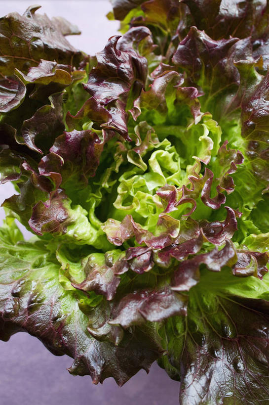 无人,竖图,俯视,室内,特写,白天,植物,桌面,桌子,蔬菜,叶子,阴影,新鲜,反射,木制,纹理,影子,生菜,莴苣,食品,绿叶,食物,绿色,木制品,嫩叶,有机食品,绿色食品,肌理,春菜,鹅仔菜,莴仔菜,千金菜,叶用莴苣,叶,叶片,叶脉,彩图,高角度拍摄