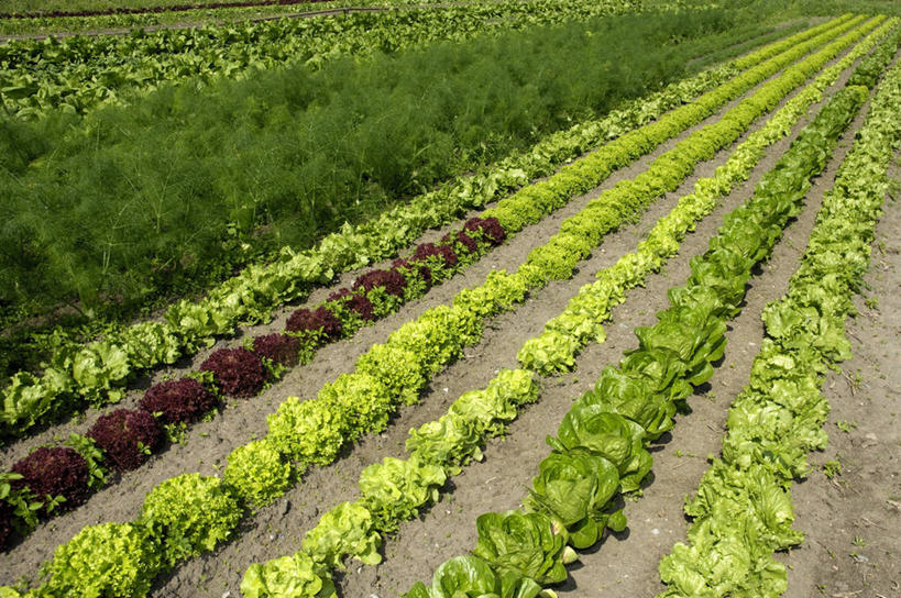 无人,农田,横图,室外,白天,正面,庄稼,农作物,美景,植物,蔬菜,叶子,一排,新鲜,整齐,并列,并排,纹理,景观,生菜,莴苣,食品,绿叶,食物,排列,绿色,自然,嫩叶,景色,有机食品,绿色食品,队列,自然风光,平行,肌理,春菜,鹅仔菜,莴仔菜,千金菜,叶用莴苣,叶,叶片,叶脉,彩图,耕地,庄稼田