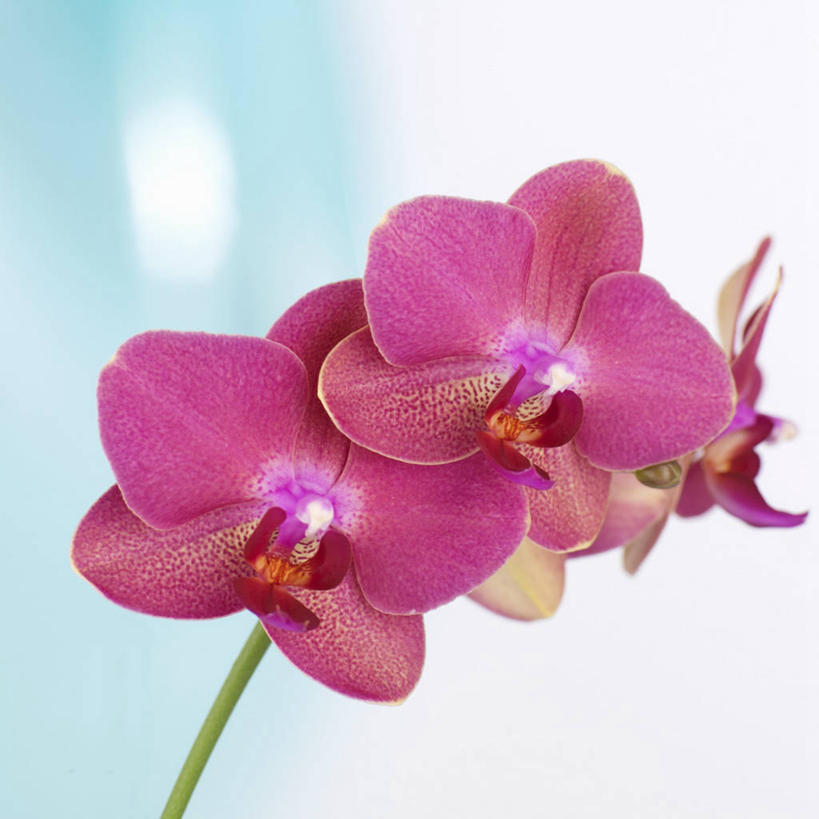 无人,方图,俯视,室内,特写,白天,桌面,桌子,阴影,盛开,反射,木制,影子,花蕾,花,花瓣,花朵,鲜花,粉色,木制品,花苞,花蕊,摄影,影棚,高雅,淡泊,花中君子,兰花,彩图,高角度拍摄,影棚拍摄,拍摄