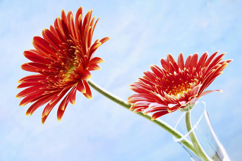 无人,横图,室内,特写,白天,正面,盛开,非洲菊,花蕾,花,花瓣,花朵,鲜花,两朵,红色,花苞,花蕊,菊花,摄影,影棚,扶郎花,灯盏花,千日菊,彩图,影棚拍摄,拍摄