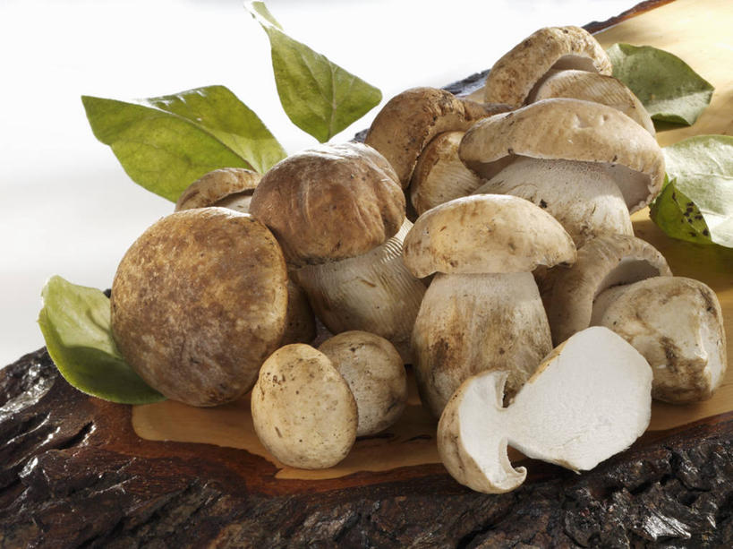 无人,横图,俯视,室内,特写,白天,白色背景,桌面,桌子,蔬菜,餐具,叶子,一堆,许多,阴影,堆叠,堆积,新鲜,反射,木制,碟子,盘,影子,菌菇,蘑菇,食品,绿叶,很多,菌类,中药,食物,一个,盘子,木制品,碟,嫩叶,食用菌,摄影,有机食品,绿色食品,影棚,单个,堆,药材,牛肝菌,中药材,美味牛肝菌,大脚菇,叶,叶片,彩图,高角度拍摄,影棚拍摄,拍摄