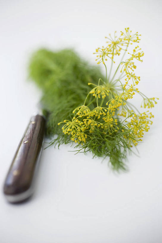 无人,竖图,俯视,室内,特写,白天,白色背景,桌面,桌子,叶子,金属制品,阴影,朦胧,模糊,盛开,反射,金属,木制,工具,影子,绿叶,刀具,花蕾,花,花瓣,花朵,鲜花,黄色,木制品,刀,花苞,花蕊,嫩叶,摄影,影棚,菜刀,莳萝,洋茴香,土茴香,切菜刀,叶,叶片,彩图,高角度拍摄,影棚拍摄,拍摄