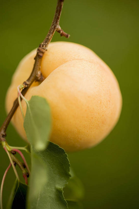 无人,竖图,室外,特写,白天,正面,植物,杏,水果,叶子,朦胧,模糊,新鲜,纹理,生食,食品,果实,绿叶,枝条,树,树木,树枝,食物,一个,绿色,橙色,嫩叶,有机食品,绿色食品,单个,杏果,肌理,虬枝,枝杈,叶,叶片,叶脉,杏子,彩图