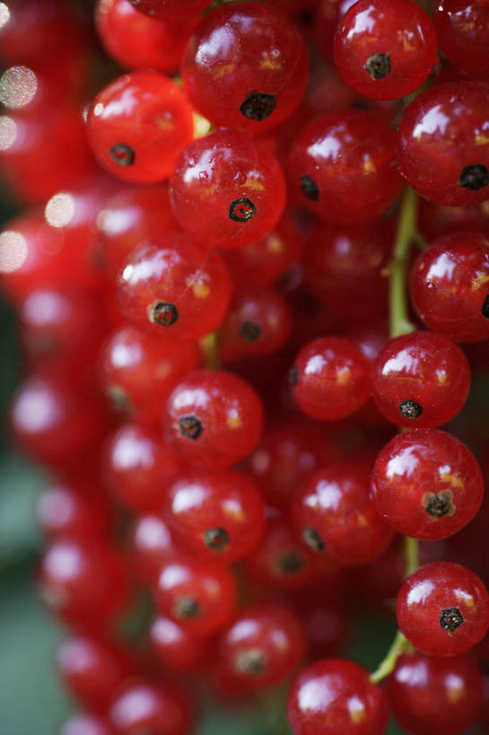 无人,竖图,室内,特写,白天,正面,兴奋,热情,浆果,水果,吊挂,悬挂,阴影,朦胧,模糊,新鲜,反射,影子,灯笼果,生食,食品,果实,开放,挂,食物,红色,健康,温暖,奔放,活力,积极,激情,朝气,有机食品,绿色食品,暖色,吉祥,生命,饱满,红醋栗,革命,热烈,赤色,充实,斗志,喜气,主动,醋栗,彩图,欢乐