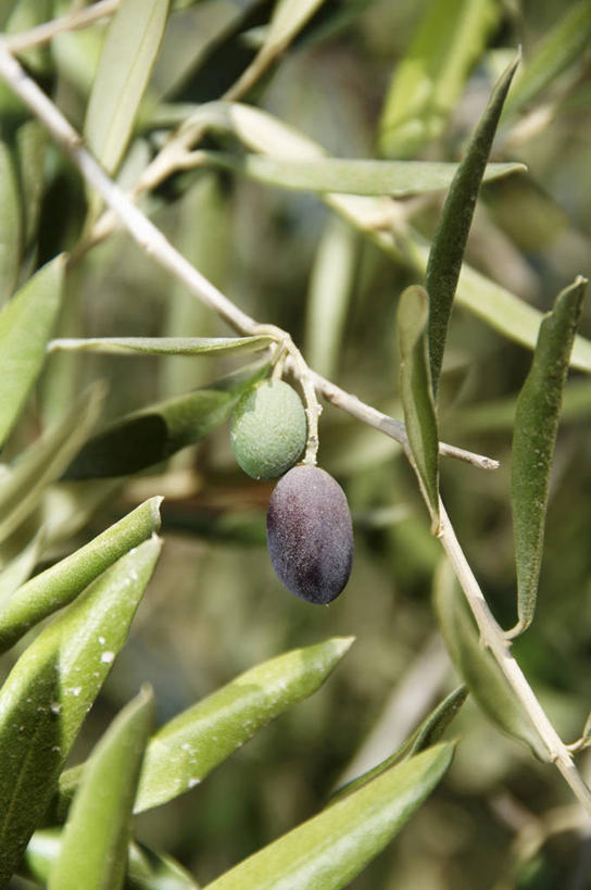 无人,竖图,室外,特写,白天,正面,植物,橄榄,水果,叶子,吊挂,悬挂,朦胧,模糊,新鲜,纹理,生食,食品,果实,绿叶,枝条,挂,树,树木,树枝,食物,绿色,嫩叶,有机食品,绿色食品,黑橄榄,乌橄榄,乌榄,肌理,油橄榄,虬枝,枝杈,叶,叶片,叶脉,青果,白榄,彩图