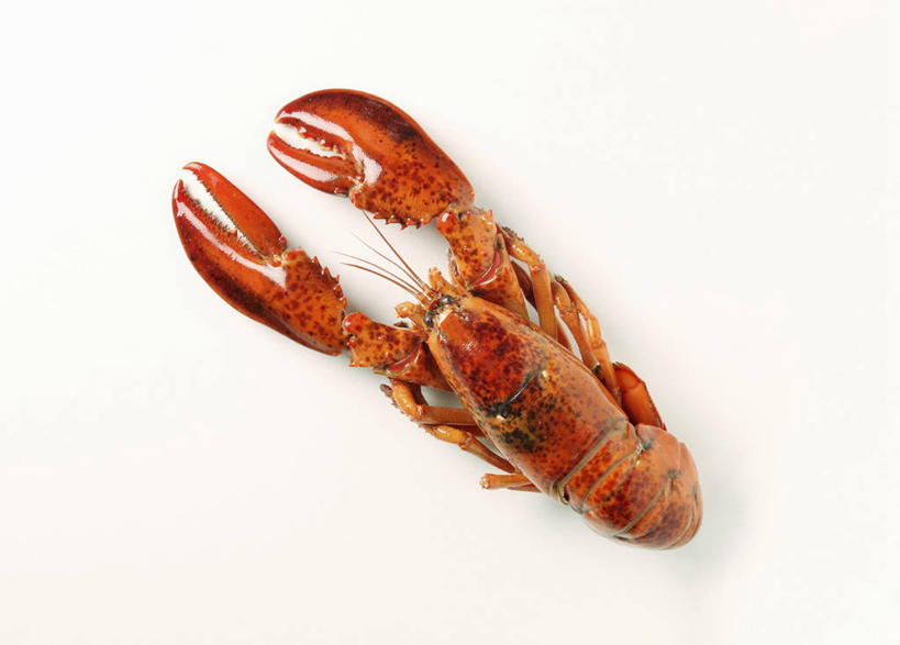海鲜,龙虾,无人,横图,俯视,室内,特写,白天,白色背景,桌面,桌子,阴影,反射,木制,影子,虾,水产,海洋生物,一只,红色,木制品,摄影,影棚,水生动物,海产品,水生物,海底动物,彩图,高角度拍摄,全身,影棚拍摄,拍摄