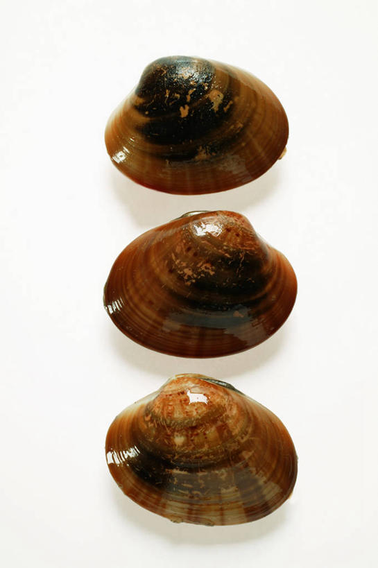 海鲜,无人,竖图,俯视,室内,特写,白天,白色背景,桌面,桌子,阴影,反射,木制,影子,蛤蜊,水产,海洋生物,三个,木制品,蛤,摄影,影棚,水生动物,海产品,水生物,海底动物,蛤仔,彩图,高角度拍摄,影棚拍摄,拍摄