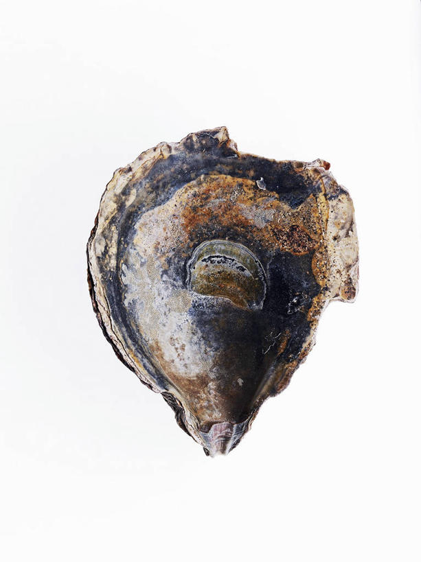 海鲜,无人,竖图,俯视,室内,特写,白天,白色背景,桌面,桌子,阴影,反射,木制,影子,牡蛎,水产,海洋生物,一个,木制品,摄影,影棚,单个,生蚝,水生动物,海产品,水生物,海底动物,彩图,高角度拍摄,全身,影棚拍摄,拍摄