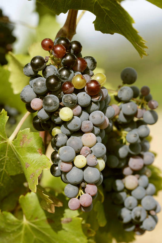 无人,果园,竖图,室外,特写,白天,正面,田园,植物,葡萄,水果,叶子,吊挂,悬挂,阴影,朦胧,模糊,新鲜,光线,纹理,影子,生食,食品,果实,绿叶,挂,葡萄园,食物,绿色,阳光,庄园,嫩叶,有机食品,绿色食品,肌理,叶,叶片,叶脉,山葫芦,蒲桃,草龙珠,彩图