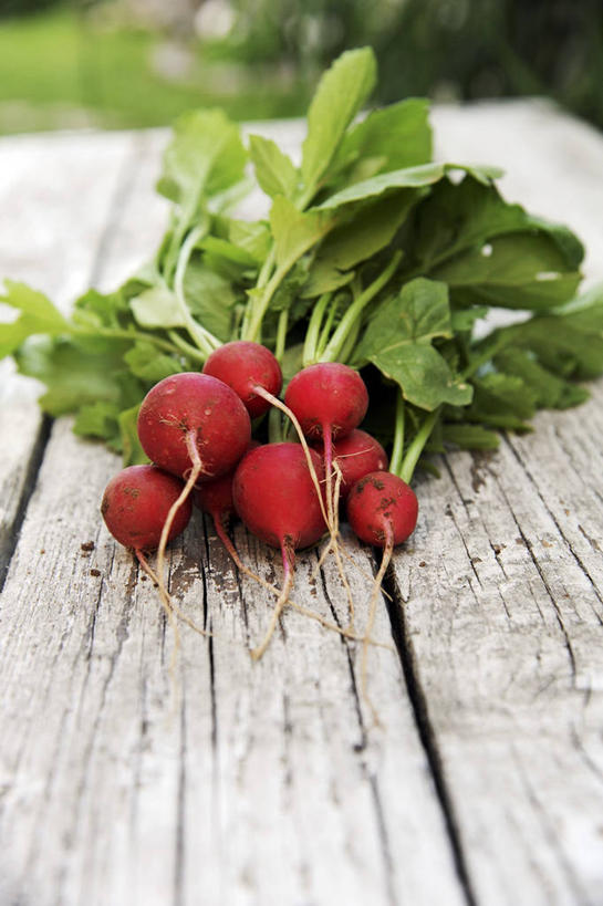 无人,竖图,俯视,室外,特写,白天,草地,草坪,植物,桌面,桌子,萝卜,蔬菜,叶子,一堆,许多,阴影,堆叠,堆积,朦胧,模糊,新鲜,反射,木制,纹理,影子,食品,绿叶,很多,草,食物,红色,绿色,木制品,嫩叶,有机食品,绿色食品,堆,肌理,大红萝卜,东北红萝卜,叶,叶片,叶脉,莱菔,红萝卜,彩图,高角度拍摄