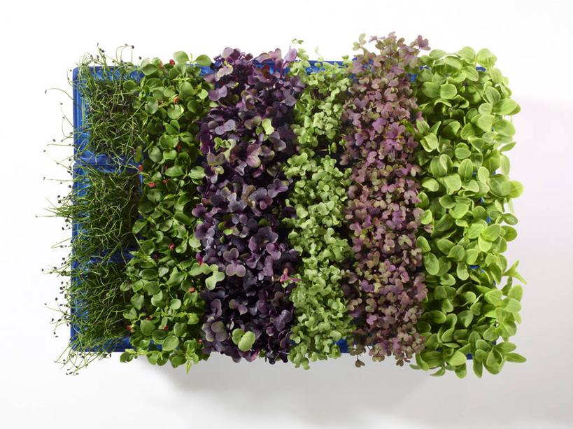 无人,横图,俯视,室内,特写,白天,白色背景,桌面,桌子,芹菜,蔬菜,叶子,玻璃,阴影,新鲜,反射,木制,影子,食品,绿叶,玻璃制品,食物,一个,木制品,容器,碗,嫩叶,摄影,有机食品,绿色食品,影棚,单个,储藏,储存,根芹菜,根洋芹,球根塘蒿,叶,叶片,药芹,水芹,旱芹,彩图,高角度拍摄,影棚拍摄,拍摄,贮存