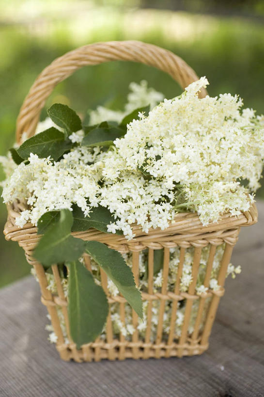 无人,交叉,竖图,俯视,室外,特写,白天,草地,草坪,植物,桌面,桌子,竹子,叶子,阴影,竹制,朦胧,模糊,盛开,编织,反射,木制,篮子,纹理,影子,绿叶,花蕾,草,花,花瓣,花朵,鲜花,一个,绿色,白色,木制品,竹篮,花苞,花蕊,嫩叶,单个,竹条,交织,竹制品,肌理,穿插,叶,叶片,叶脉,彩图,高角度拍摄