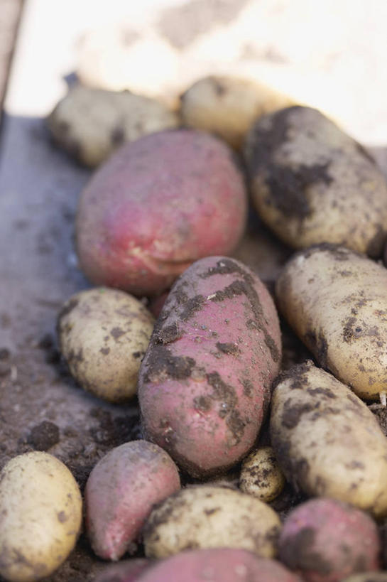 无人,竖图,俯视,室内,特写,白天,桌面,桌子,蔬菜,土豆,一堆,许多,阴影,堆叠,堆积,新鲜,反射,木制,影子,泥土,土壤,食品,很多,食物,木制品,有机食品,绿色食品,堆,馍馍蛋,洋芋,山药蛋,马铃薯,彩图,高角度拍摄