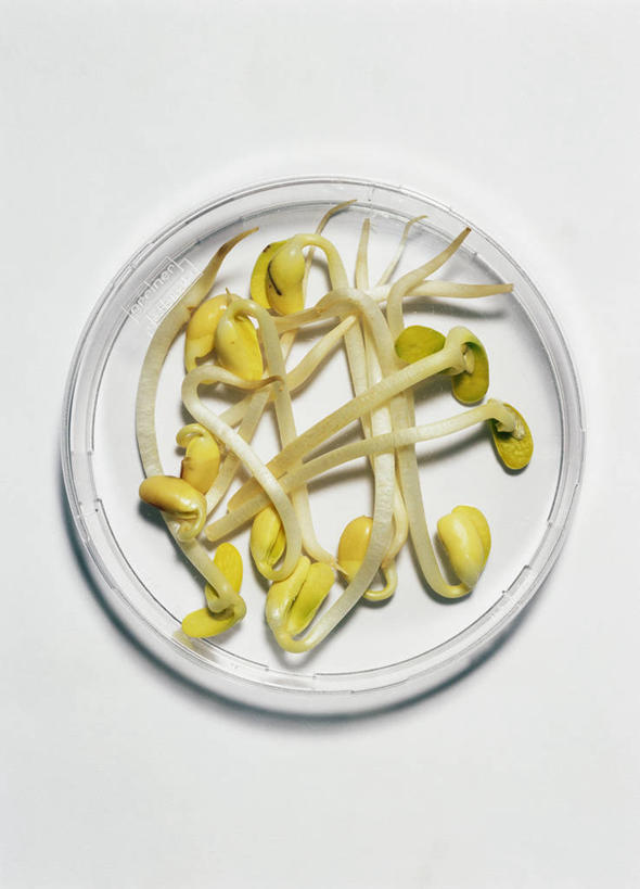 无人,竖图,俯视,室内,特写,白天,白色背景,桌面,桌子,蔬菜,餐具,阴影,新鲜,反射,木制,碟子,盘,影子,豆芽,食品,食物,一个,黄色,白色,盘子,木制品,碟,摄影,有机食品,绿色食品,影棚,单个,豆芽菜,芽苗菜,彩图,高角度拍摄,影棚拍摄,拍摄