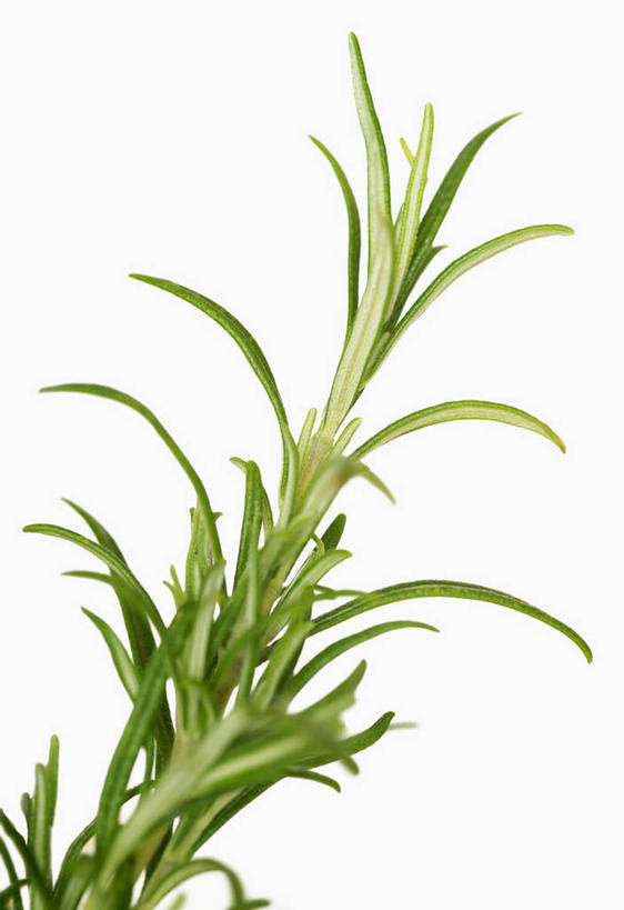 无人,竖图,俯视,室内,特写,白天,白色背景,桌面,桌子,叶子,阴影,新鲜,反射,木制,影子,绿叶,绿色,木制品,嫩叶,摄影,影棚,青春,迷迭香,生命,和平,安详,海洋之露,冷色,叶,叶片,彩图,高角度拍摄,影棚拍摄,拍摄