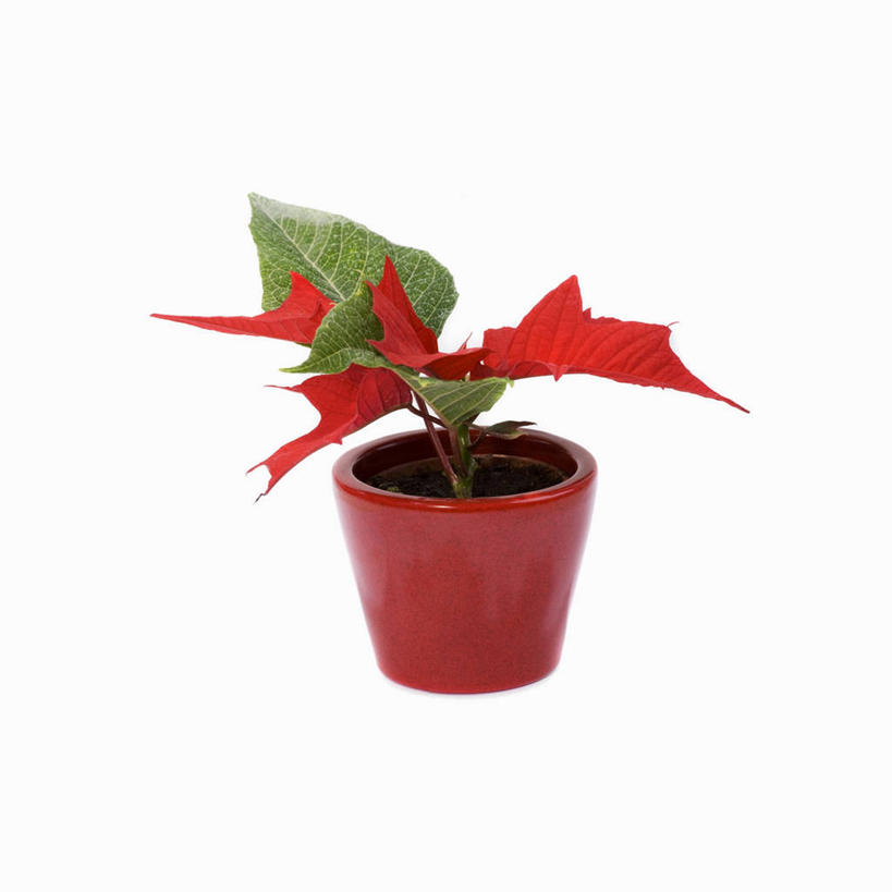 无人,方图,俯视,室内,特写,白天,白色背景,植物,桌面,桌子,叶子,圣诞节,阴影,节日,庆祝,反射,木制,盆栽,影子,绿叶,圣诞红,一品红,盆景,文化,一个,绿色,自然,木制品,圣诞花,庆典,嫩叶,摄影,猩猩木,影棚,生长,单个,成长,纪念,绿洲,叶,叶片,彩图,高角度拍摄,影棚拍摄,拍摄