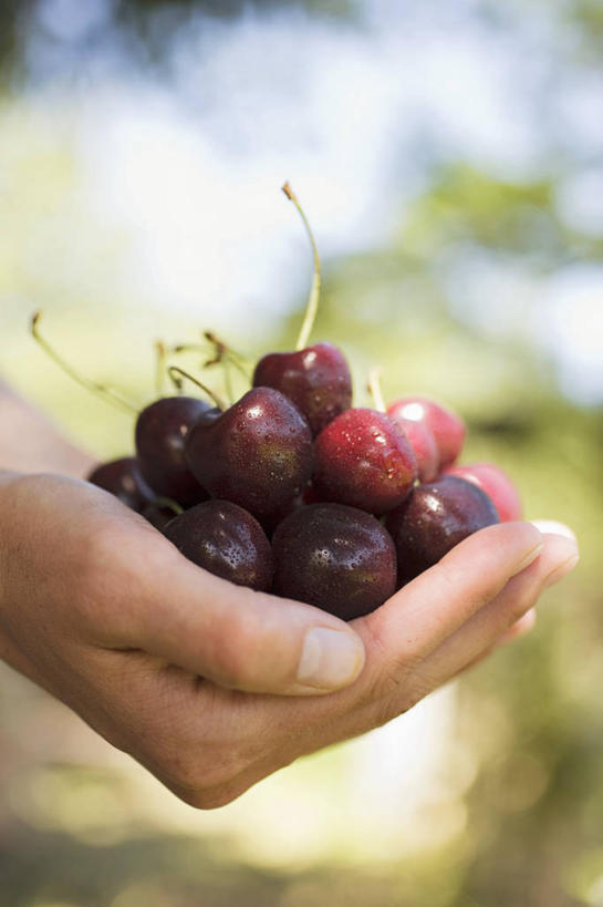 西方人,手,一个人,捧,竖图,室外,特写,白天,侧面,植物,樱桃,水果,欧洲,欧洲人,双手,仅一个年轻女性,仅一个女性,仅一个人,一堆,许多,阴影,堆叠,堆积,朦胧,模糊,新鲜,光线,影子,生食,食品,果实,很多,树,树木,食物,红色,蓝色,绿色,蓝天,天空,阳光,自然,天,手部,有机食品,绿色食品,生长,晴朗,成长,堆,万里无云,年轻女性,女人,女性,白种人,晴空,晴空万里,樱珠,莺桃,英桃,楔桃,牛桃,荆桃,端,端着,捧着,手捧,半身,彩图