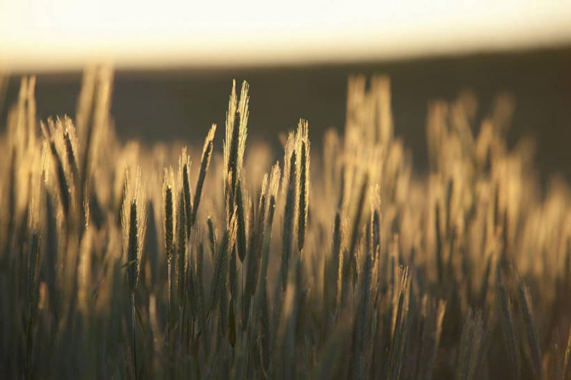 无人,农田,横图,室外,白天,正面,旅游,度假,庄稼,农作物,小麦,美景,日落,阴影,朦胧,模糊,光线,影子,地平线,景观,晚霞,霞光,落日,辽阔,谷物,地面,麦田,娱乐,阳光,自然,黄昏,享受,休闲,广阔,景色,彩霞,放松,麦子,一望无际,自然风光,延伸,天地相交,无边无际,一马平川,夕照,夕阳,彩图,耕地,庄稼田,斜阳