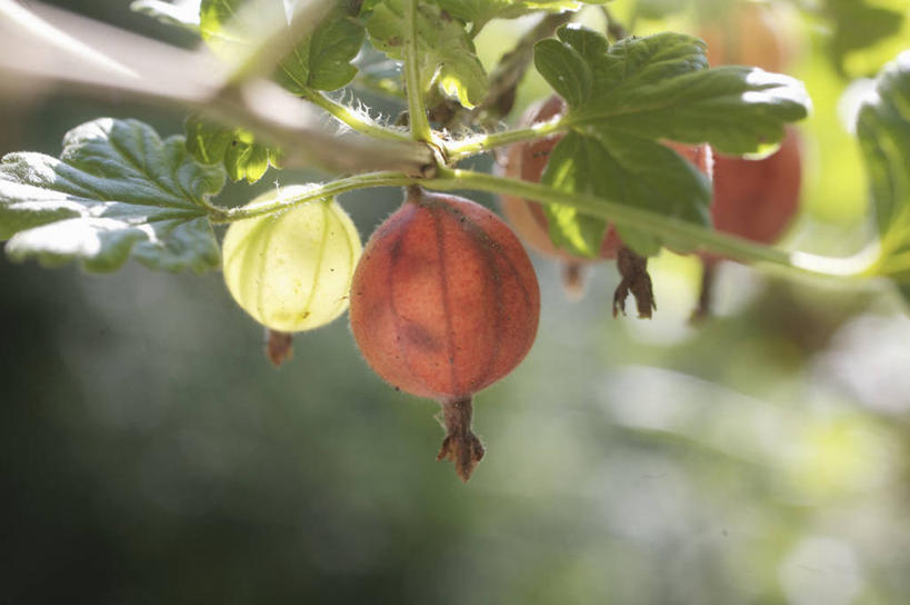 果园,横图,室外,特写,白天,正面,美景,田园,植物,浆果,水果,叶子,吊挂,悬挂,阴影,朦胧,模糊,新鲜,光线,纹理,影子,景观,灯笼果,生食,食品,果实,果树,绿叶,枝条,挂,树,树木,树枝,食物,红色,绿色,阳光,自然,嫩叶,景色,有机食品,绿色食品,生长,成长,自然风光,红醋栗,肌理,田庄,虬枝,枝杈,园子,叶,叶片,叶脉,醋栗,半身,彩图