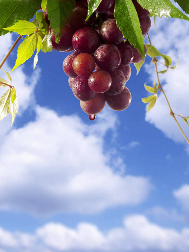 无人,果园,竖图,室外,特写,白天,仰视,田园,葡萄,水果,叶子,吊挂,悬挂,阴影,新鲜,光线,影子,云,云朵,生食,食品,果实,绿叶,枝条,挂,云彩,葡萄园,树枝,食物,红色,蓝色,白云,蓝天,天空,阳光,庄园,天,嫩叶,有机食品,绿色食品,晴朗,虬枝,枝杈,叶,叶片,晴空,山葫芦,蒲桃,草龙珠,彩图,低角度拍摄