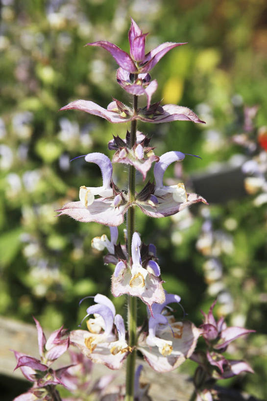 无人,家庭,竖图,室外,特写,白天,正面,智慧,美景,植物,叶子,阴影,朦胧,模糊,盛开,光线,影子,景观,绿叶,草药,药草,花蕾,中药,花,花瓣,花朵,鲜花,阳光,自然,花苞,花蕊,嫩叶,景色,鼠尾草,自然风光,药材,中草药,中药材,本草,理性,叶,叶片,彩图