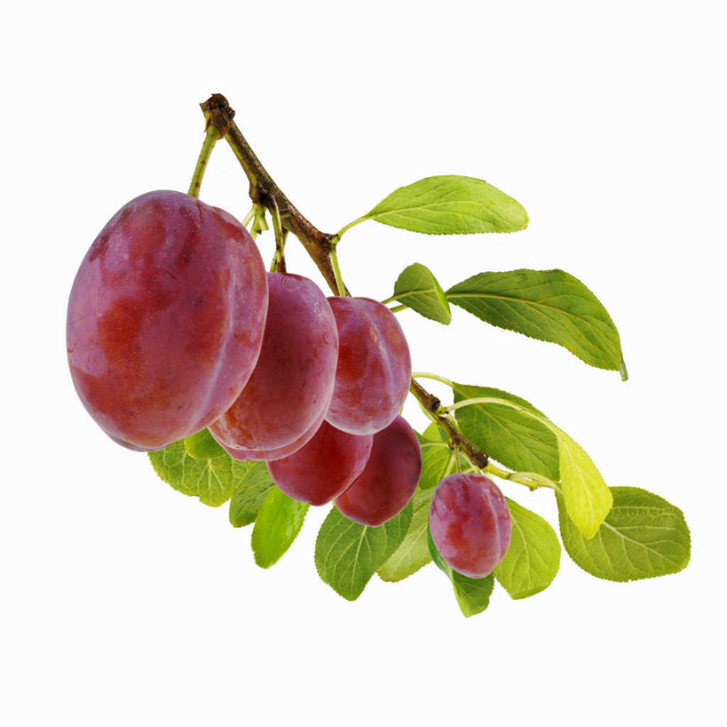 无人,横图,室内,特写,白天,白色背景,正面,植物,餐桌,桌子,李子,水果,叶子,一排,许多,吊挂,悬挂,阴影,新鲜,整齐,反射,影子,生食,食品,果实,绿叶,枝条,很多,挂,树,树木,树枝,食物,排列,红色,嫩叶,摄影,有机食品,绿色食品,影棚,餐台,队列,虬枝,枝杈,红李,鸡血李,杏李,叶,叶片,彩图,影棚拍摄,拍摄