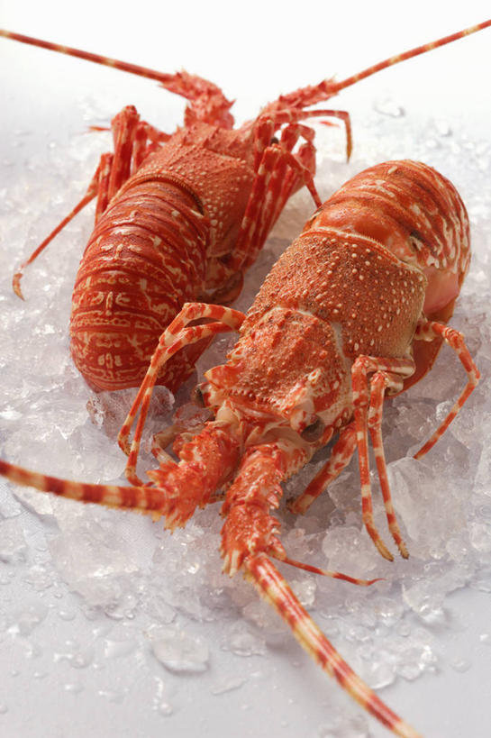 海鲜,龙虾,无人,竖图,俯视,室内,特写,白天,白色背景,餐桌,桌子,阴影,反射,影子,冰,虾,冰块,冷冻,水产,海洋生物,两只,橙色,寒冷,摄影,影棚,冷藏,餐台,冰冷,水生动物,海产品,水生物,海底动物,保鲜,彩图,高角度拍摄,全身,影棚拍摄,拍摄