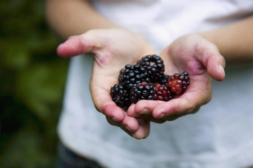 西方人,儿童,手,一个人,站,捧,横图,室外,特写,白天,正面,纯洁,植物,黑莓,水果,欧洲,欧洲人,双手,仅一个男性,仅一个人,一堆,许多,堆叠,堆积,服装,朦胧,模糊,新鲜,生食,食品,果实,很多,休闲装,树,树木,食物,小孩,衣服,绿色,黑色,自然,站着,仅一个小孩,休闲,手部,休闲服,可爱,童年,童趣,服饰,有机食品,绿色食品,生长,成长,堆,童真,烂漫,无邪,露莓,天真,男孩,男人,男性,白种人,孩子,端,端着,捧着,手捧,站立,半身,彩图,男生