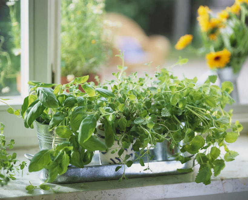 无人,横图,室内,白天,正面,植物,窗户,叶子,朦胧,模糊,盛开,香料,绿叶,草药,药草,花蕾,中药,玻璃窗,花,花瓣,花朵,鲜花,黄色,香草,花苞,花蕊,嫩叶,罗勒,牛至,紫苏,药材,中草药,滇香蕾,蜜蜂花,九层塔,圣约瑟夫草,甜罗勒,土香薷,兰香,中药材,本草,荆芥,香薷,奥勒冈草,白花土荆芥,白花茵陈,川香薷,俄力冈叶,减脂叶,满山香,蘑菇草,披萨草,银薄荷,止痢草,鼻血草,叶,叶片,彩图