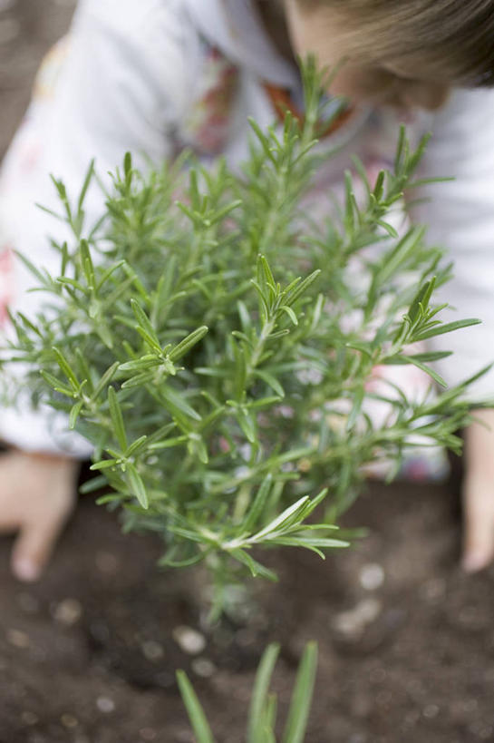 西方人,儿童,一个人,竖图,俯视,室外,白天,纯洁,植物,叶子,欧洲,欧洲人,仅一个女性,仅一个人,一堆,握,堆叠,堆积,服装,朦胧,模糊,泥土,土壤,绿叶,拿,拿着,休闲装,小孩,衣服,绿色,自然,低头,仅一个小孩,休闲,休闲服,嫩叶,可爱,童年,童趣,握着,服饰,生长,成长,堆,迷迭香,童真,烂漫,无邪,海洋之露,垂头,天真,女孩,女人,女性,白种人,孩子,叶,叶片,半身,彩图,高角度拍摄,女生