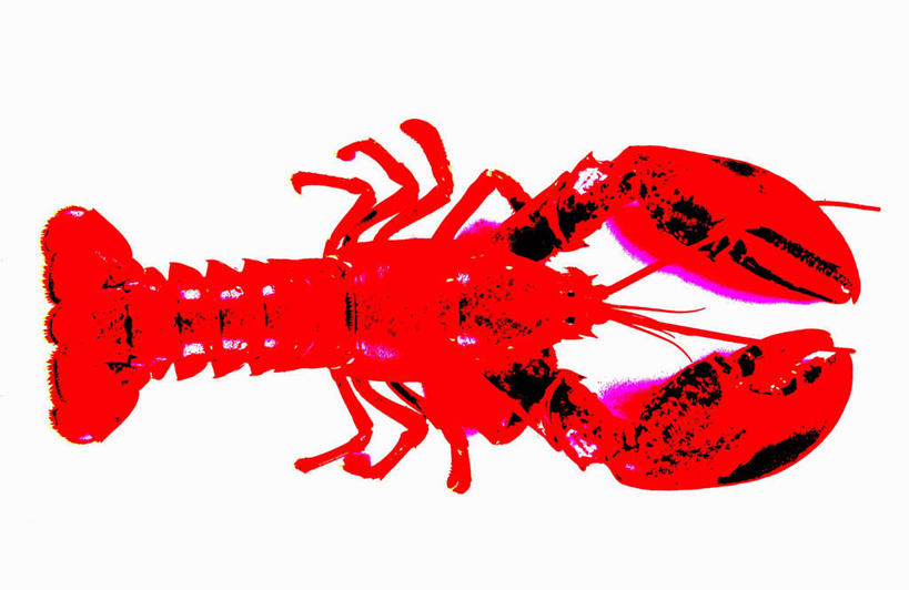 海鲜,龙虾,无人,横图,俯视,室内,特写,白天,白色背景,餐桌,桌子,阴影,反射,影子,虾,水产,海洋生物,一只,红色,摄影,影棚,餐台,水生动物,海产品,水生物,海底动物,彩图,高角度拍摄,全身,影棚拍摄,拍摄