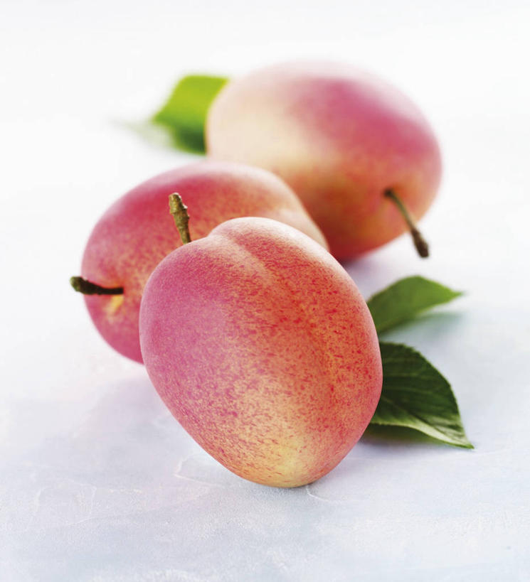 无人,竖图,俯视,室内,特写,白天,白色背景,植物,餐桌,桌子,李子,水果,叶子,阴影,朦胧,模糊,新鲜,反射,纹理,影子,生食,食品,果实,绿叶,食物,三个,粉色,绿色,嫩叶,摄影,有机食品,绿色食品,影棚,餐台,肌理,红李,鸡血李,杏李,叶,叶片,叶脉,彩图,高角度拍摄,影棚拍摄,拍摄