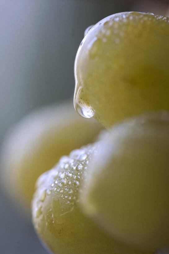 无人,竖图,俯视,室内,特写,白天,水,餐桌,桌子,葡萄,水果,一堆,阴影,堆叠,堆积,朦胧,模糊,新鲜,反射,液体,影子,水滴,生食,食品,果实,食物,有机食品,绿色食品,餐台,堆,山葫芦,蒲桃,草龙珠,彩图,高角度拍摄