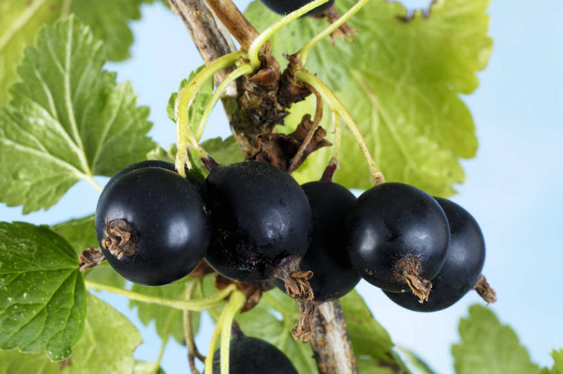 无人,横图,室内,特写,白天,仰视,植物,浆果,黑加仑,水果,叶子,吊挂,悬挂,蓝色背景,新鲜,纹理,生食,食品,果实,绿叶,枝条,挂,树,树木,树枝,食物,绿色,黑色,嫩叶,摄影,有机食品,绿色食品,影棚,肌理,虬枝,枝杈,叶,叶片,叶脉,黑穗醋栗,黑豆果,黑醋栗,醋栗,彩图,低角度拍摄,影棚拍摄,拍摄