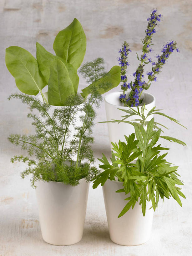 无人,竖图,俯视,室内,特写,白天,白色背景,植物,餐桌,桌子,杯子,叶子,阴影,盛开,反射,影子,绿叶,草药,药草,花蕾,中药,花,花瓣,花朵,鲜花,紫色,纸制品,花苞,花蕊,四个,嫩叶,摄影,影棚,餐台,纸杯,一次性杯子,药材,中草药,中药材,本草,叶,叶片,彩图,高角度拍摄,影棚拍摄,拍摄