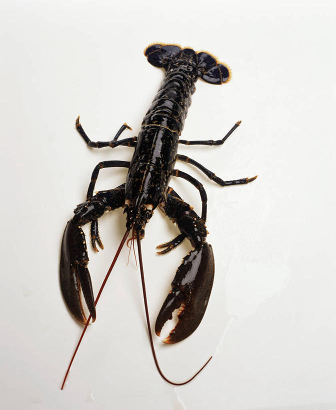 海鲜,龙虾,无人,竖图,俯视,室内,特写,白天,白色背景,餐桌,桌子,阴影,反射,影子,虾,水产,海洋生物,一只,黑色,摄影,影棚,餐台,水生动物,海产品,水生物,海底动物,彩图,高角度拍摄,全身,影棚拍摄,拍摄