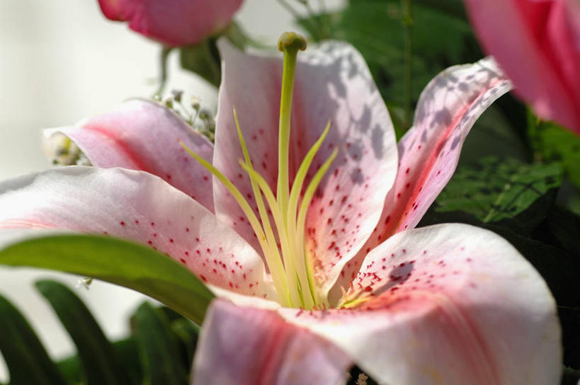 无人,横图,俯视,室内,特写,白天,爱情,幸福,百合花,叶子,朦胧,模糊,盛开,粉红色,绿叶,粉红,浪漫,花蕾,花,花瓣,花朵,鲜花,粉色,花苞,花蕊,健康,嫩叶,可爱,活泼,青春,满足,甜美,时髦,温柔,纯真,强瞿,百合蒜,倒仙,番韭,山丹,叶,叶片,彩图,高角度拍摄