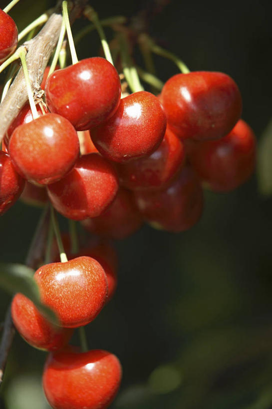 无人,竖图,室外,特写,白天,正面,植物,樱桃,水果,吊挂,悬挂,阴影,朦胧,模糊,新鲜,光线,影子,生食,食品,果实,果树,挂,树,树木,食物,红色,绿色,阳光,自然,有机食品,绿色食品,生长,成长,樱珠,莺桃,英桃,楔桃,牛桃,荆桃,彩图