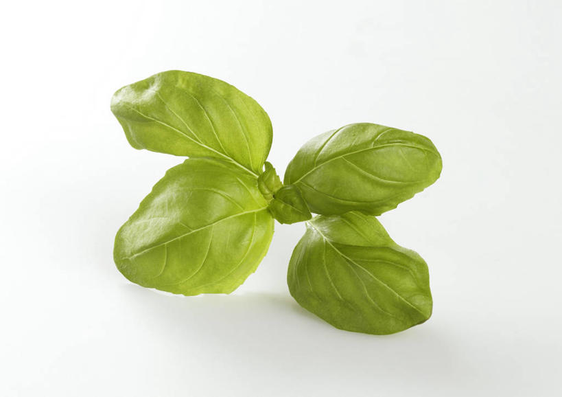 无人,横图,俯视,室内,特写,白天,白色背景,植物,餐桌,桌子,叶子,阴影,反射,纹理,影子,香料,绿叶,草药,中药,绿色,香草,嫩叶,摄影,影棚,餐台,罗勒,紫苏,药材,中草药,九层塔,圣约瑟夫草,甜罗勒,兰香,中药材,本草,肌理,叶,叶片,叶脉,彩图,高角度拍摄,影棚拍摄,拍摄