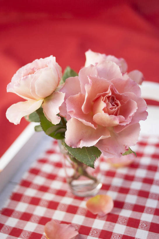 无人,竖图,俯视,室内,特写,白天,爱情,幸福,纯洁,智慧,热情,餐桌,桌子,玫瑰,叶子,阴影,艺术,盛开,反射,布料,影子,绿叶,玫瑰花,浪漫,花蕾,布纹,文化,桌布,花,花瓣,花朵,鲜花,粉色,插花,餐巾,台布,花苞,花蕊,温暖,温馨,嫩叶,恩爱,餐台,插花艺术,和睦,创造,创作,感动,想象,尊敬,天真,刺玫花,徘徊花,叶,叶片,彩图,高角度拍摄,融洽