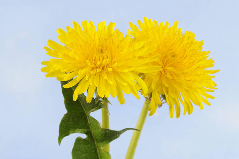 无人,横图,室内,特写,白天,正面,爱情,蒲公英,叶子,阴影,蓝色背景,盛开,反射,影子,绿叶,花蕾,花,花瓣,花朵,鲜花,两朵,黄色,花苞,花蕊,嫩叶,摄影,影棚,开朗,叶,叶片,蒲公草,尿床草,彩图,影棚拍摄,拍摄