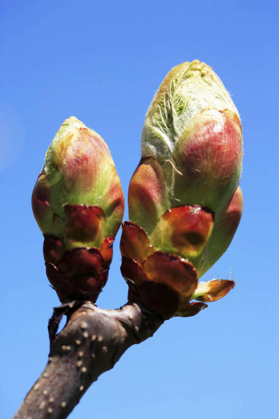 无人,竖图,室外,特写,白天,正面,美景,植物,阴影,光线,影子,景观,板栗,栗子,坚果,毛栗子,枝条,花蕾,树,树木,树枝,蓝色,蓝天,天空,阳光,自然,天,景色,晴朗,自然风光,万里无云,毛栗,栗果,栗楔,虬枝,枝杈,晴空,晴空万里,彩图