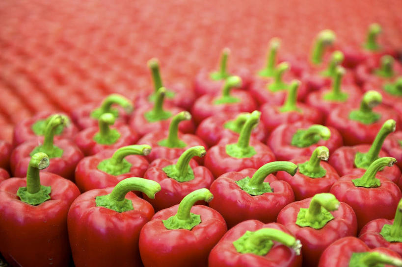 无人,横图,俯视,室内,特写,白天,兴奋,热情,餐桌,桌子,辣椒,一排,许多,阴影,红色背景,朦胧,模糊,整齐,反射,影子,开放,排列,红色,健康,温暖,奔放,活力,积极,激情,摄影,朝气,影棚,餐台,暖色,吉祥,生命,队列,饱满,彩椒,辣角,红海椒,大椒,辣虎,广椒,革命,热烈,赤色,充实,斗志,喜气,主动,甜椒,柿子椒,辣子,海椒,番椒,灯笼椒,彩图,高角度拍摄,影棚拍摄,欢乐,拍摄