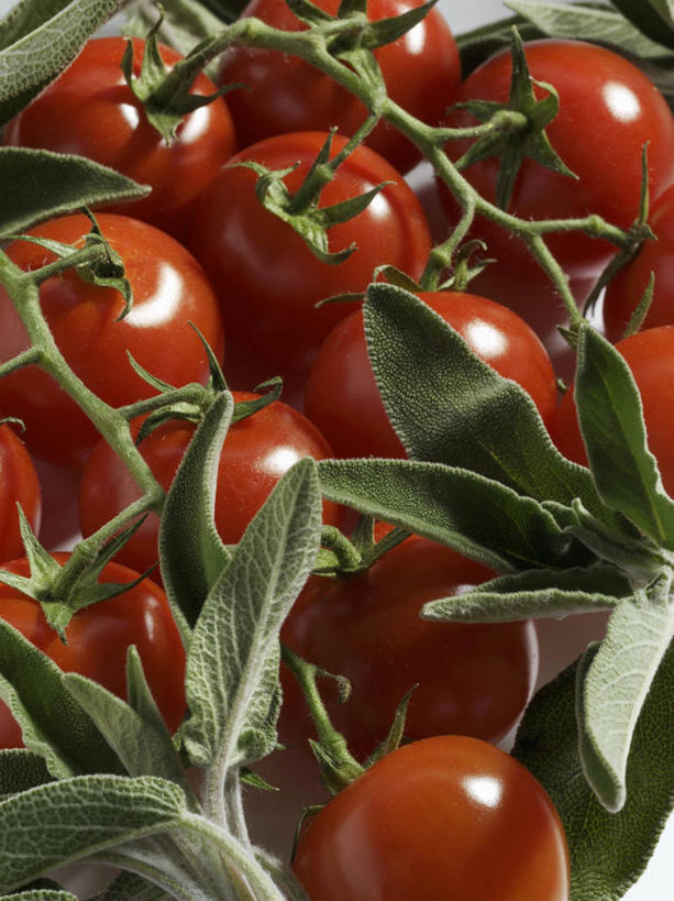 无人,家庭,竖图,俯视,室内,特写,白天,智慧,植物,蔬菜,西红柿,小番茄,叶子,一堆,许多,阴影,堆叠,堆积,新鲜,反射,纹理,影子,调味,香料,佐料,食品,绿叶,食物,红色,绿色,嫩叶,有机食品,绿色食品,堆,鼠尾草,配料,肌理,作料,理性,小西红柿,樱桃小番茄,珍珠小番茄,叶,叶片,叶脉,樱桃番茄,圣女果,番茄,彩图,高角度拍摄